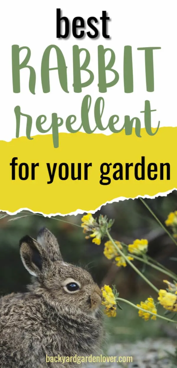 Best rabbit repellent for your garden