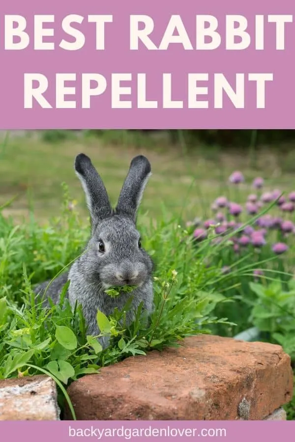 Best rabbit repellent for your garden - Pinterest image