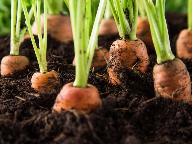 Carrot garden