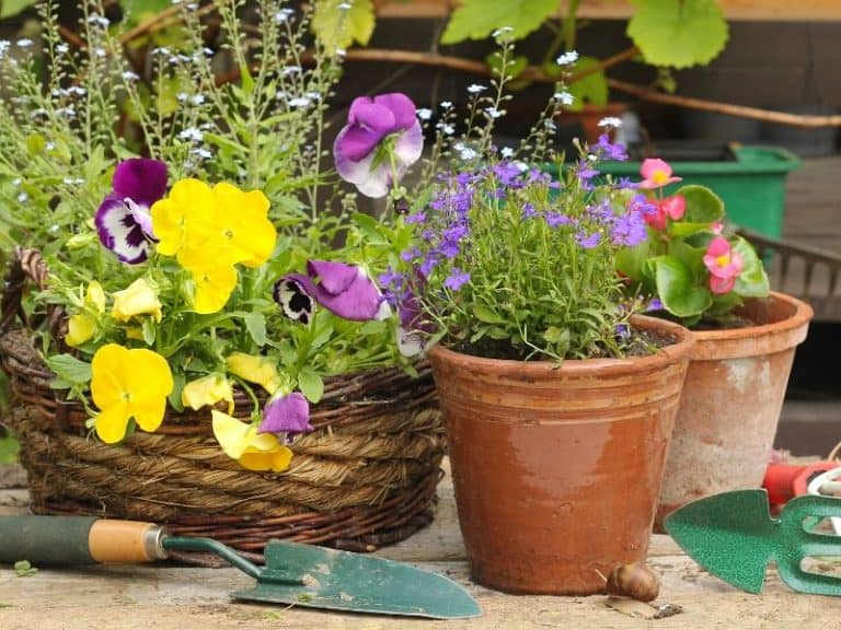 Colorful flower planters