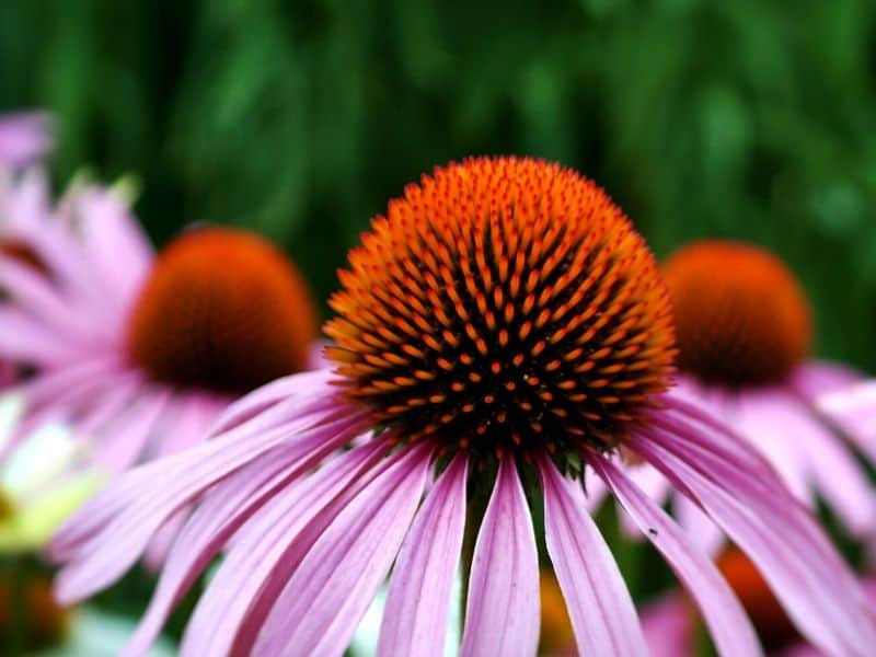 Echinacea flower