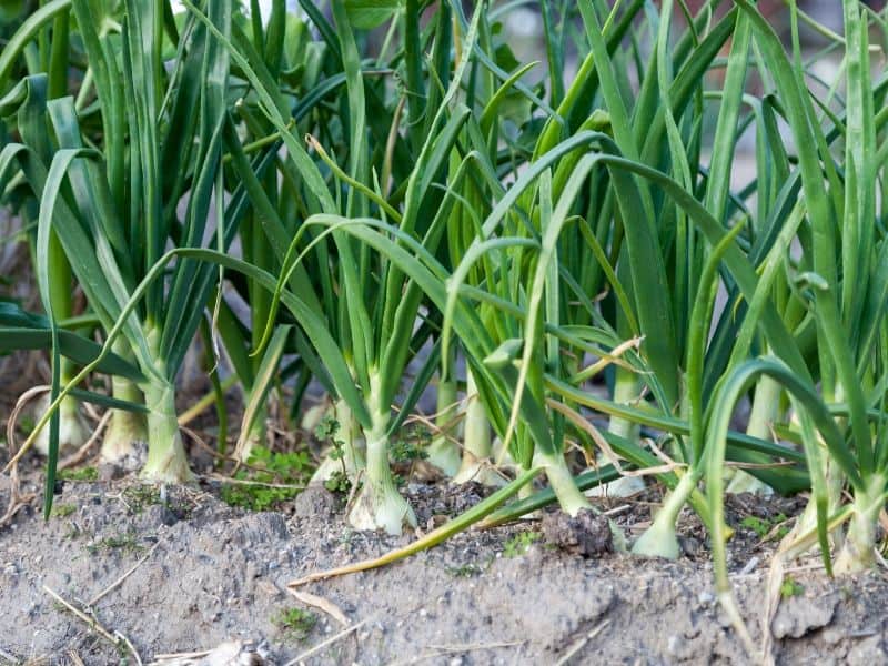 Garlic growing in the garden