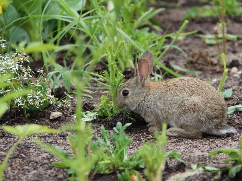 Rabbit in the garden