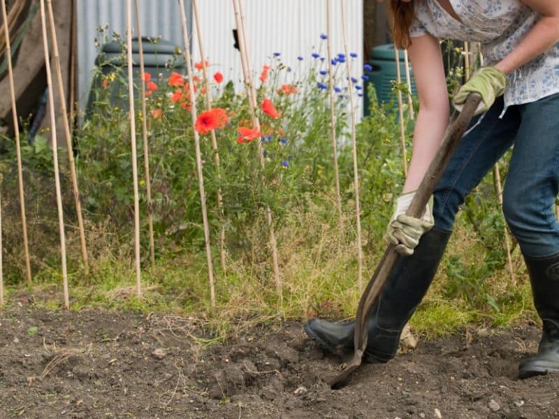 Woman digging in the garden