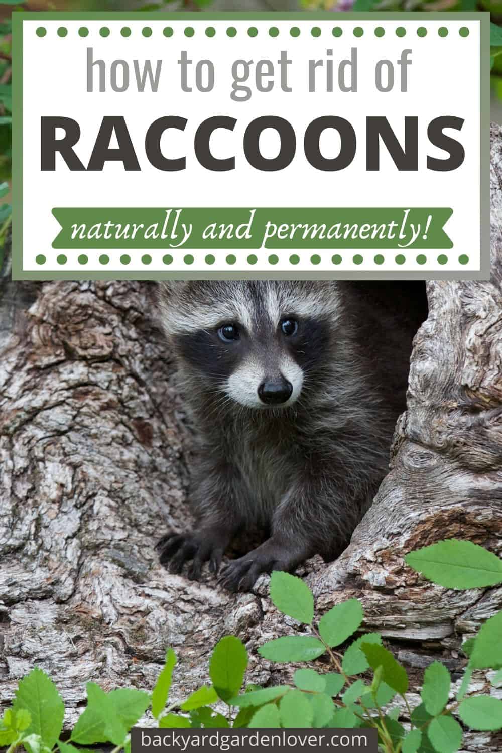 How to get rid of raccoons