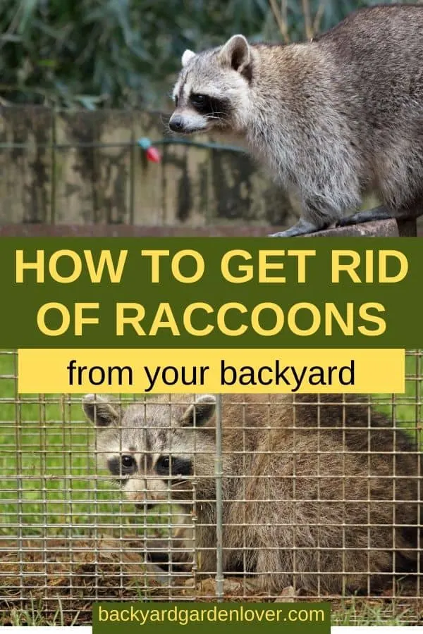 How to get rid of raccoons from your backyard - Pinterest image
