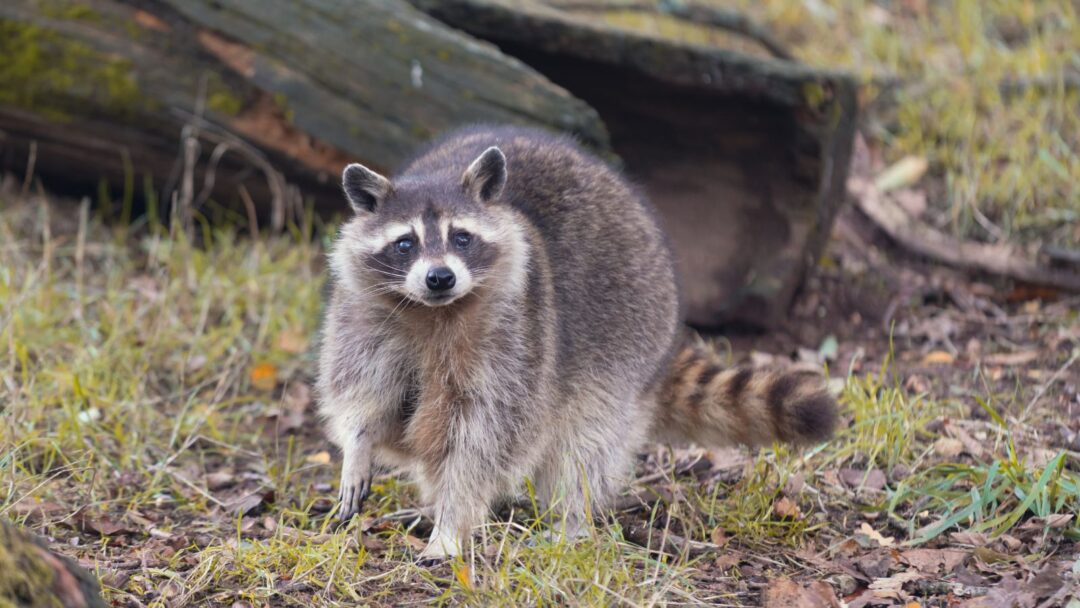 How To Get Rid Of Raccoons From Your Backyard