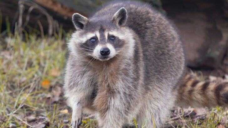 How To Get Rid Of Raccoons From Your Backyard