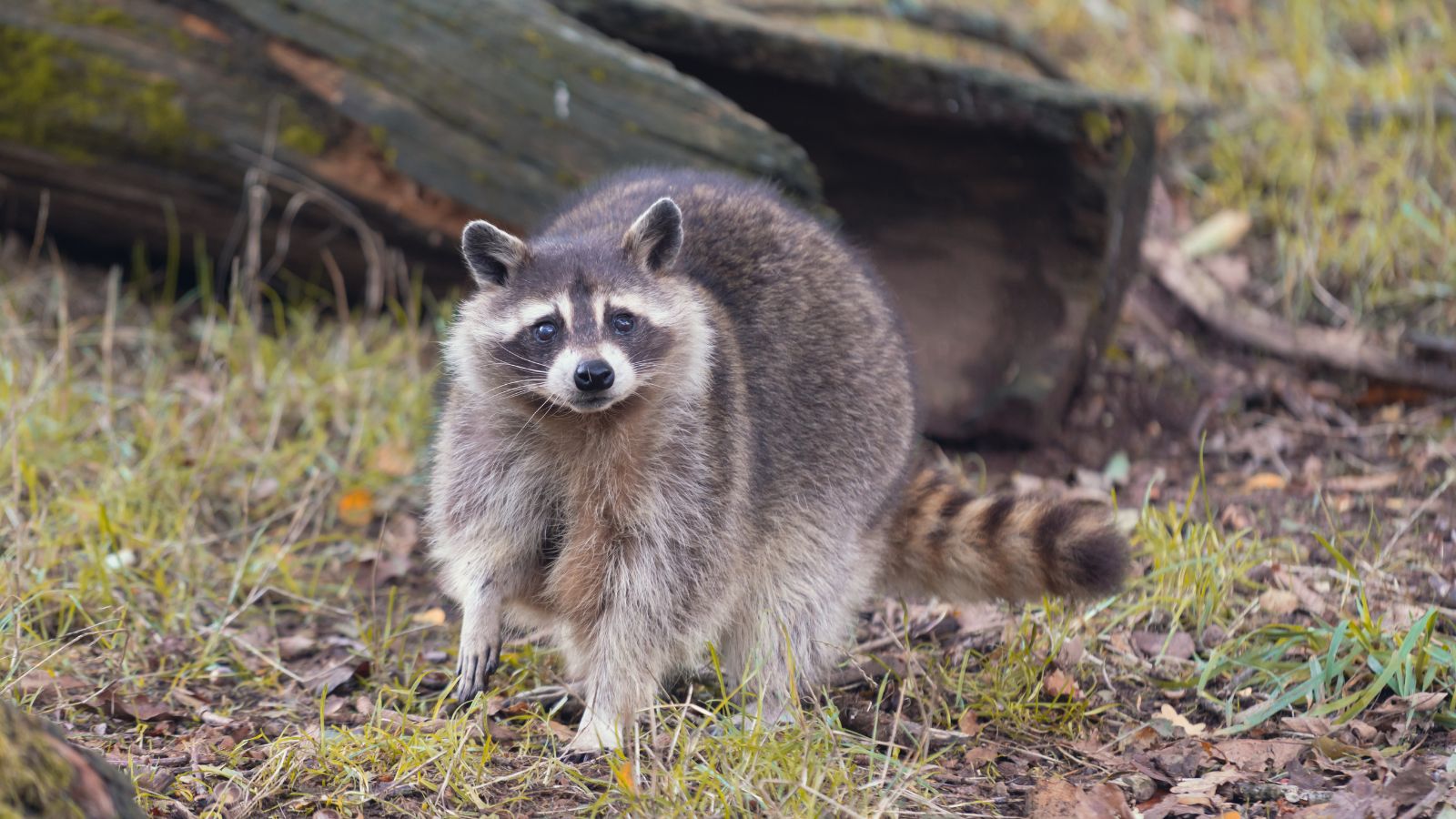 a raccoon in a backyard.
