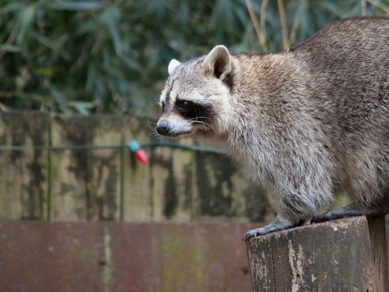 Raccoon walking on fence