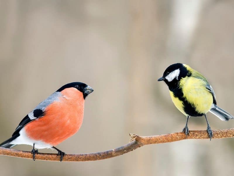 Small colorful birds