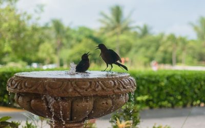 Two cute black birds enjoying a solar bird bath
