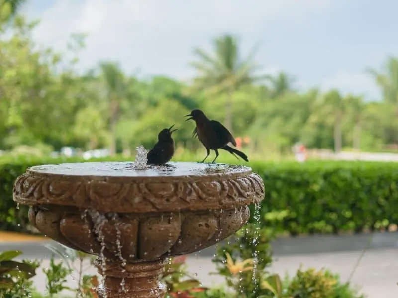 Smart Solar Kensington Gardens 2 Tier Solar Bird Bath Fountain Hayneedle