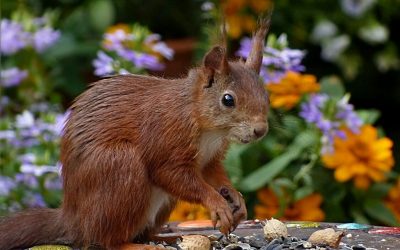 Squirrel eating nuts