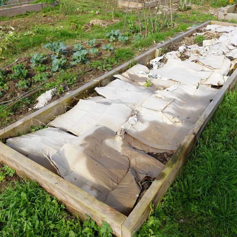raised wooden vegetable garden filled with the lasagna method, with a layer of cardboard.