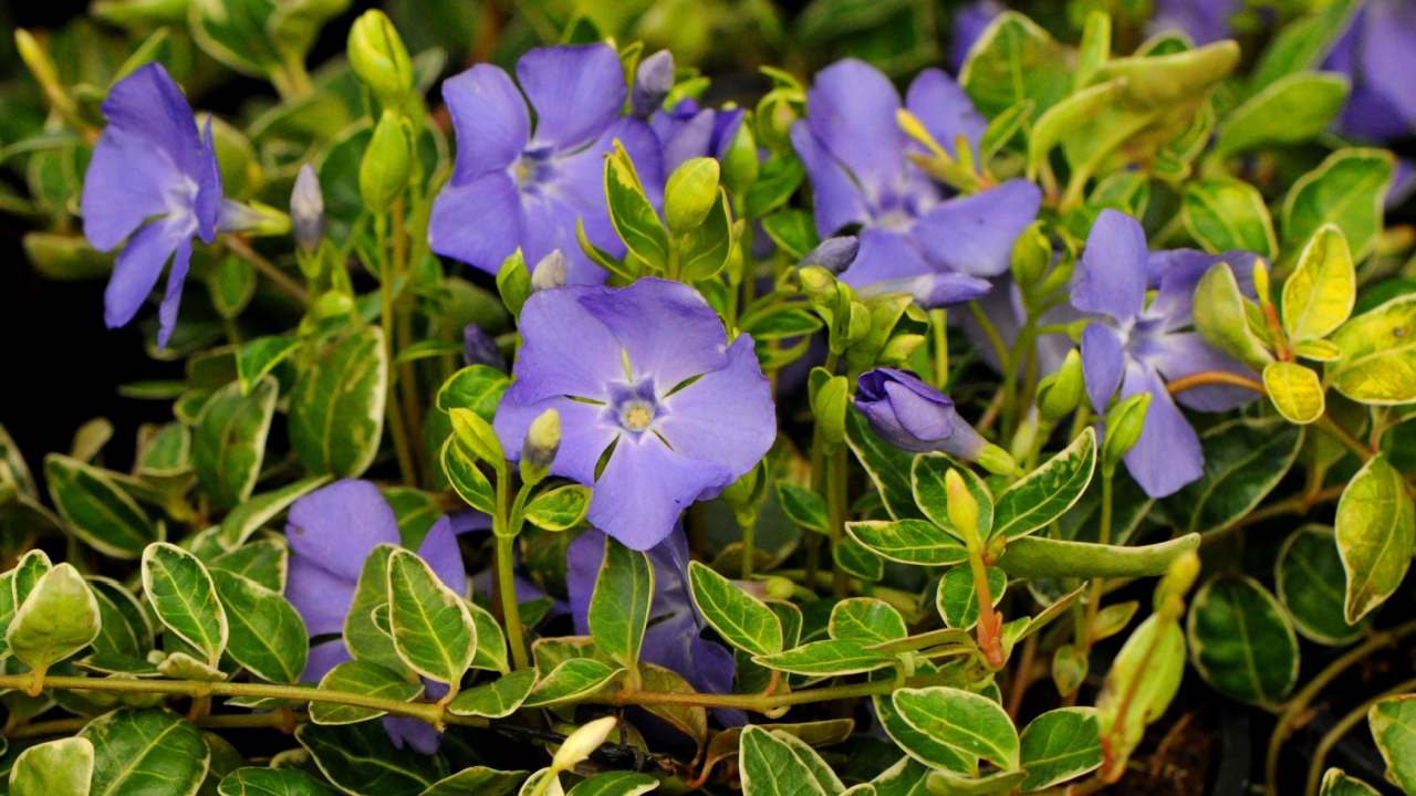Vinca major, with the common names bigleaf periwinkle. large periwinkle, greater periwinkle and blue periwinkle, is a species of flowering plant in the family Apocynaceae.