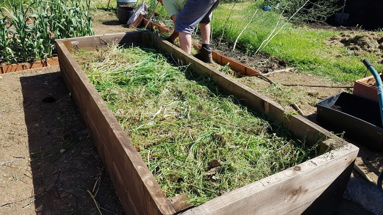 how to make a lasagna bed in the urban vegetable garden. filling layers of organic waste in the vegetable garden.