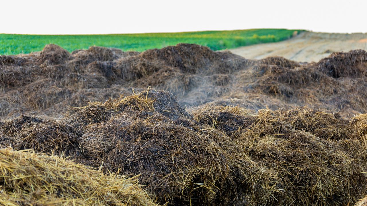 A pile of manure on an agricultural field. Pile of steaming manure in middle of field.