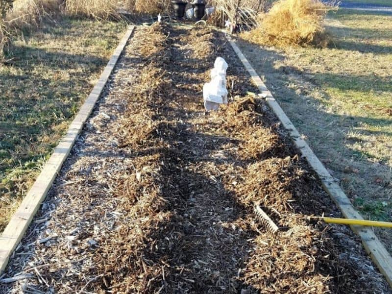 Asparagus bed ready for winter