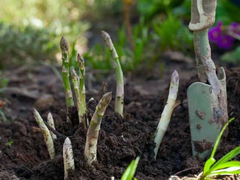 Asparagus coming out of the ground in the spring