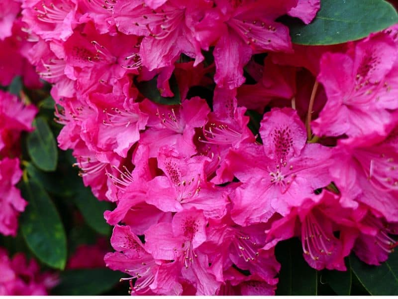 Azaleas