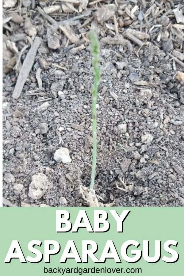 Baby asparagus