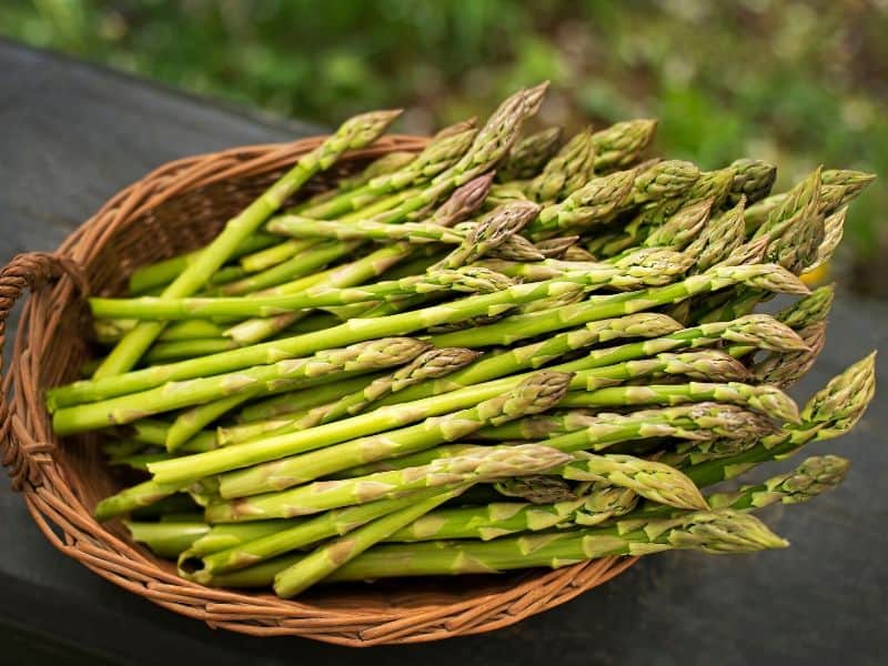 Basket of freshly picked asparagus