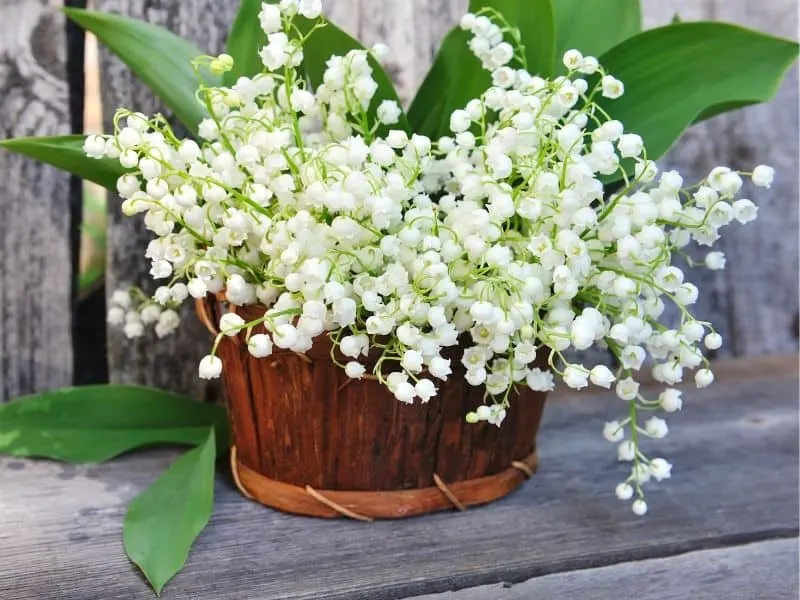 Basket filled with lily of the valley