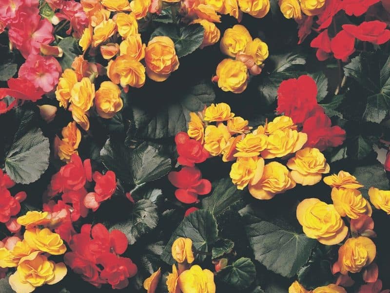 Begonias in red and yellow bright colors