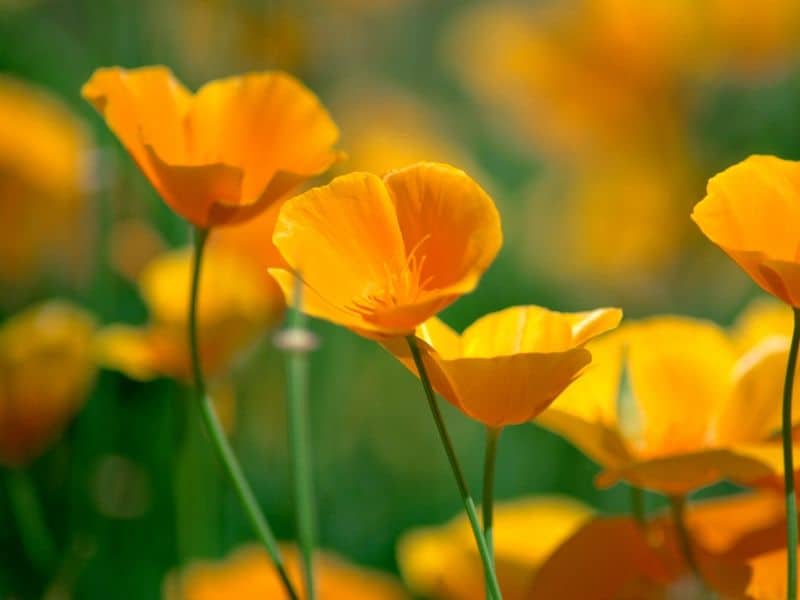 Yellow California poppies