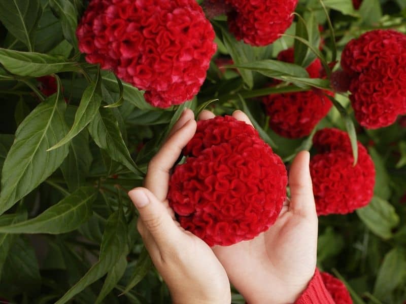 Cockscomb flowers