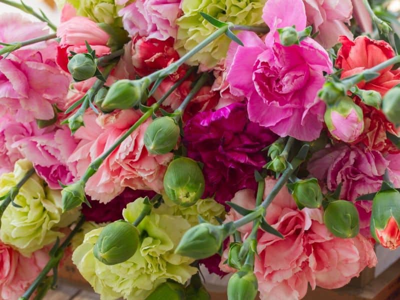 Pale colored carnations