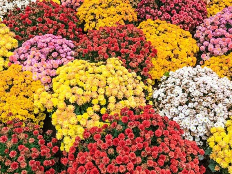 Colorful mums