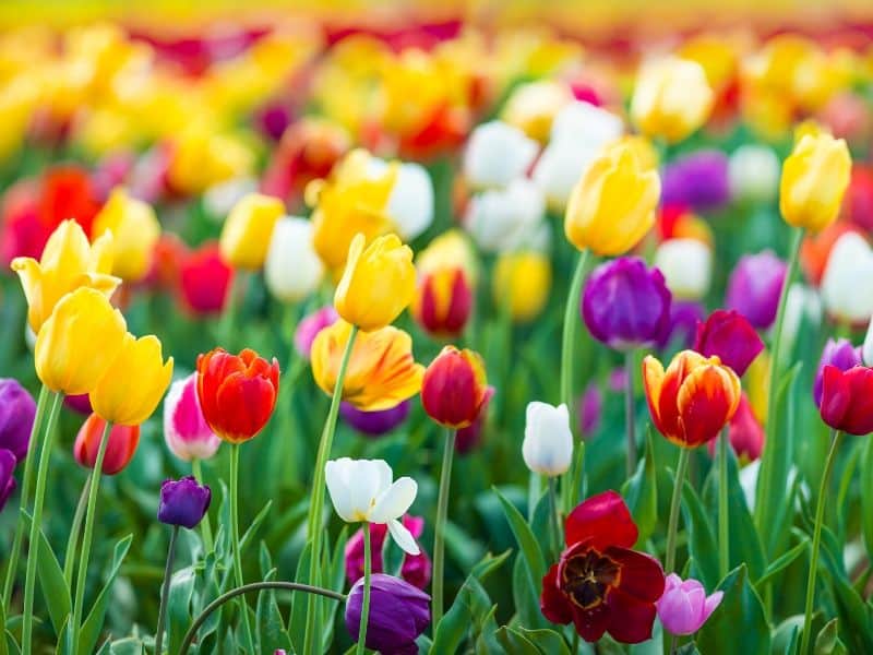 Colorful tulips