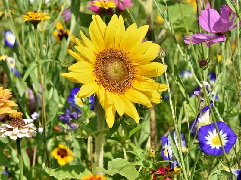 Colorful wild flowers