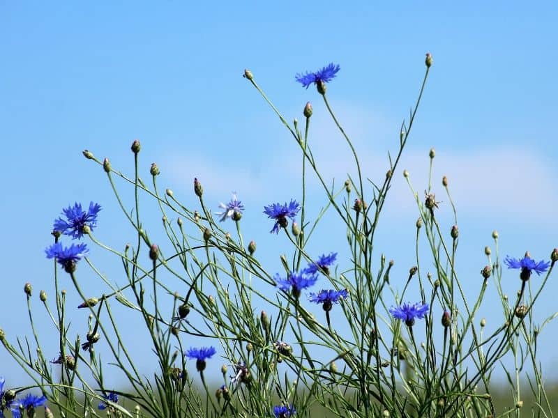 Gorgeouns blue cornflower blooms