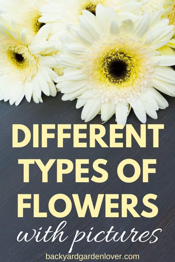 Different types of flowers - Pinterest image