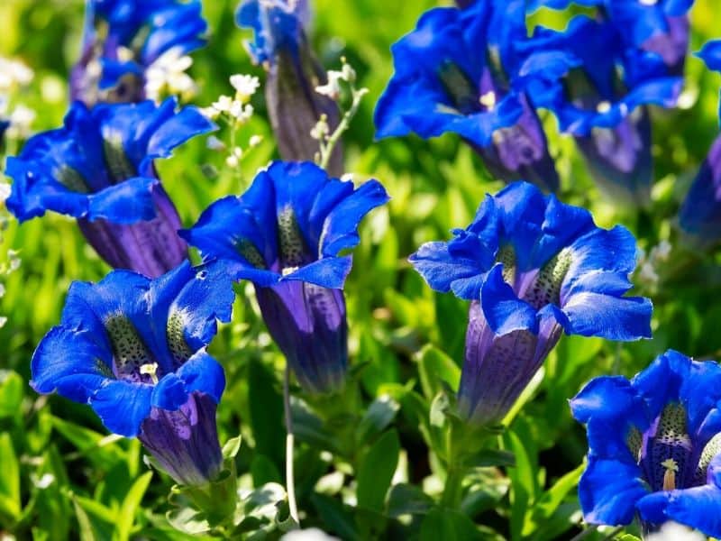 Gentian flowers