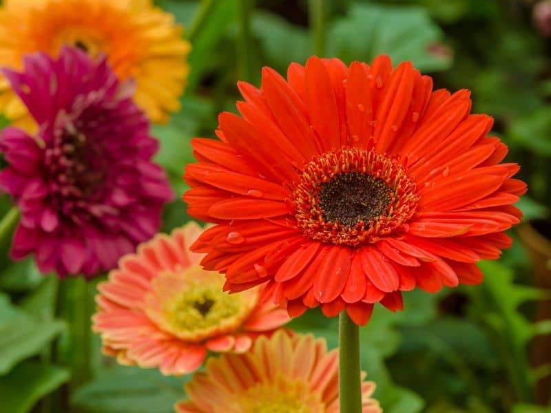 Gerbera daisies