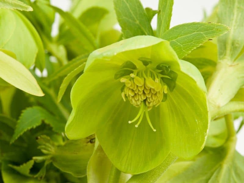 Green hellebore