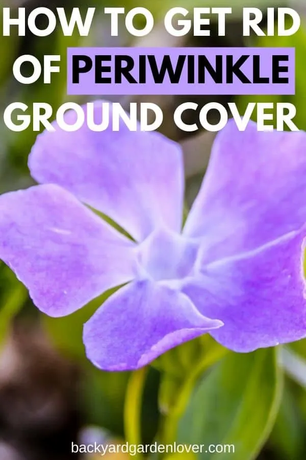How to get rid of periwinkle groundcover - Pinterest image