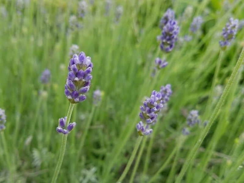 Lavender buds