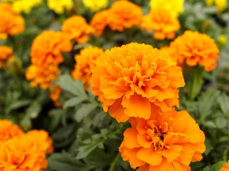 Marigolds