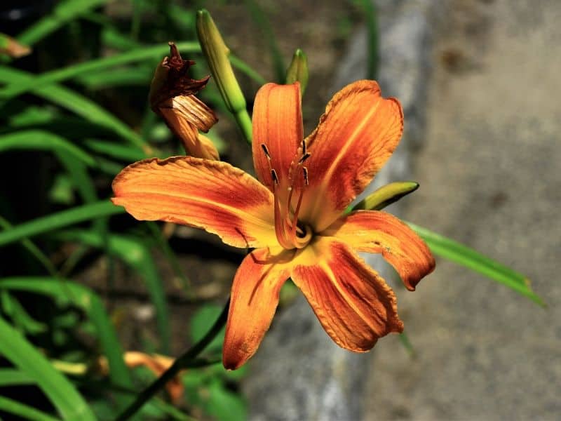 Orange daylilies