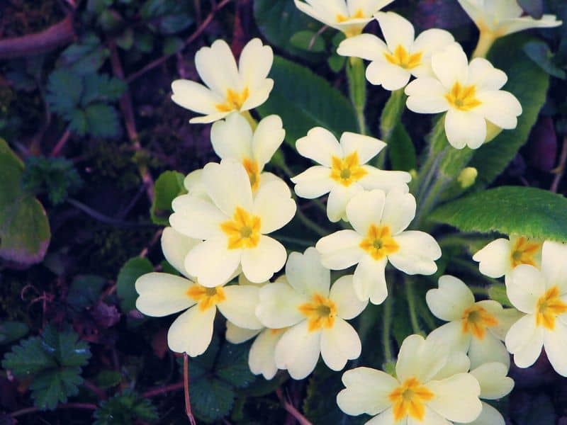 Pale yellow primroses