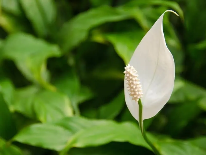 Peace lily plant