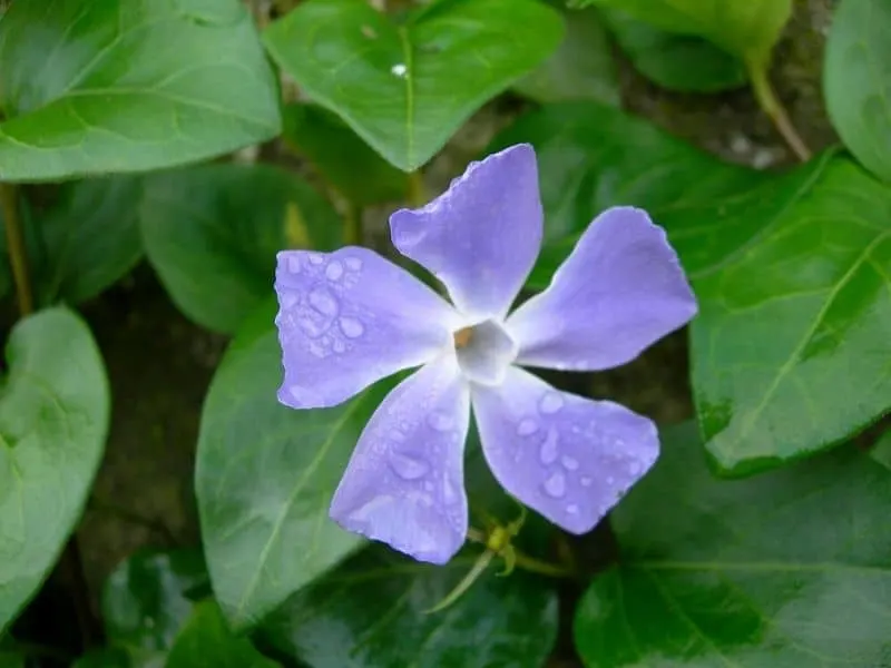 Blue lavender periwinkle flower