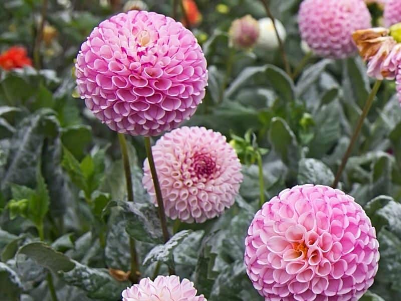 Pink dahlias