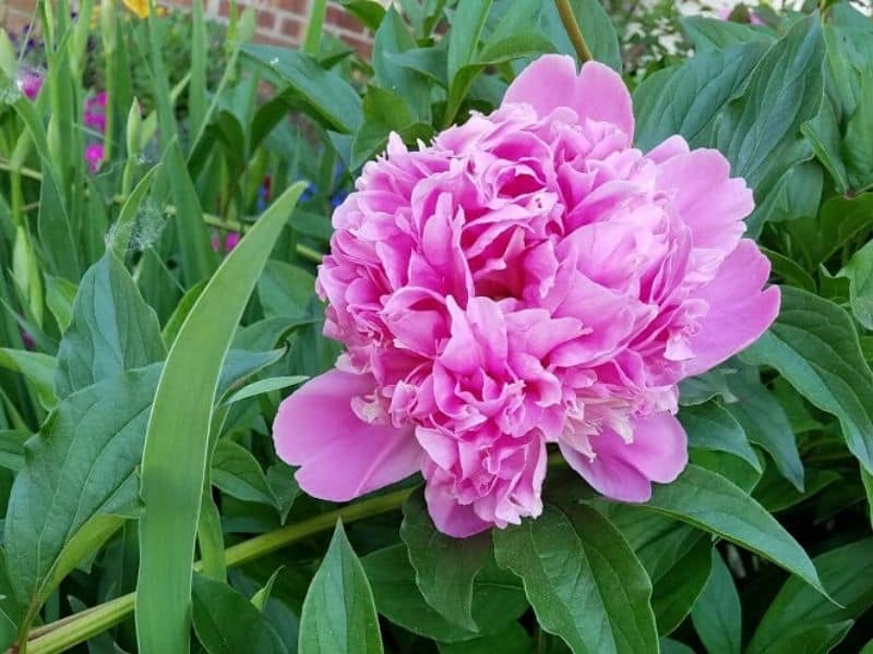 Pink peony flower