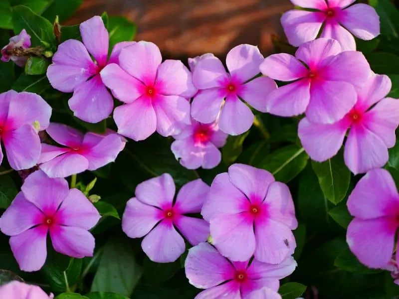 Pink periwinkle flowers